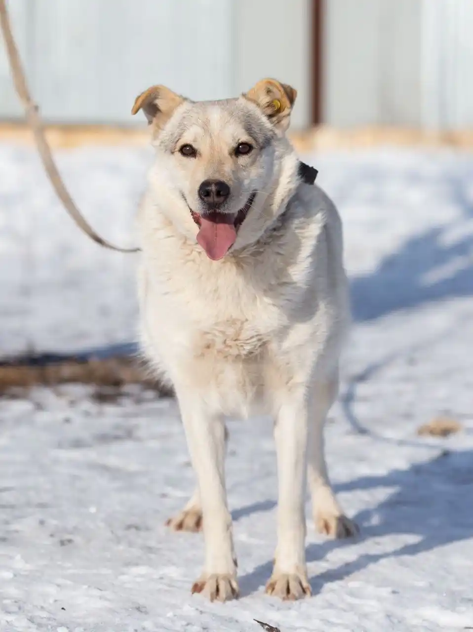 Отдам в добрые руки хаски