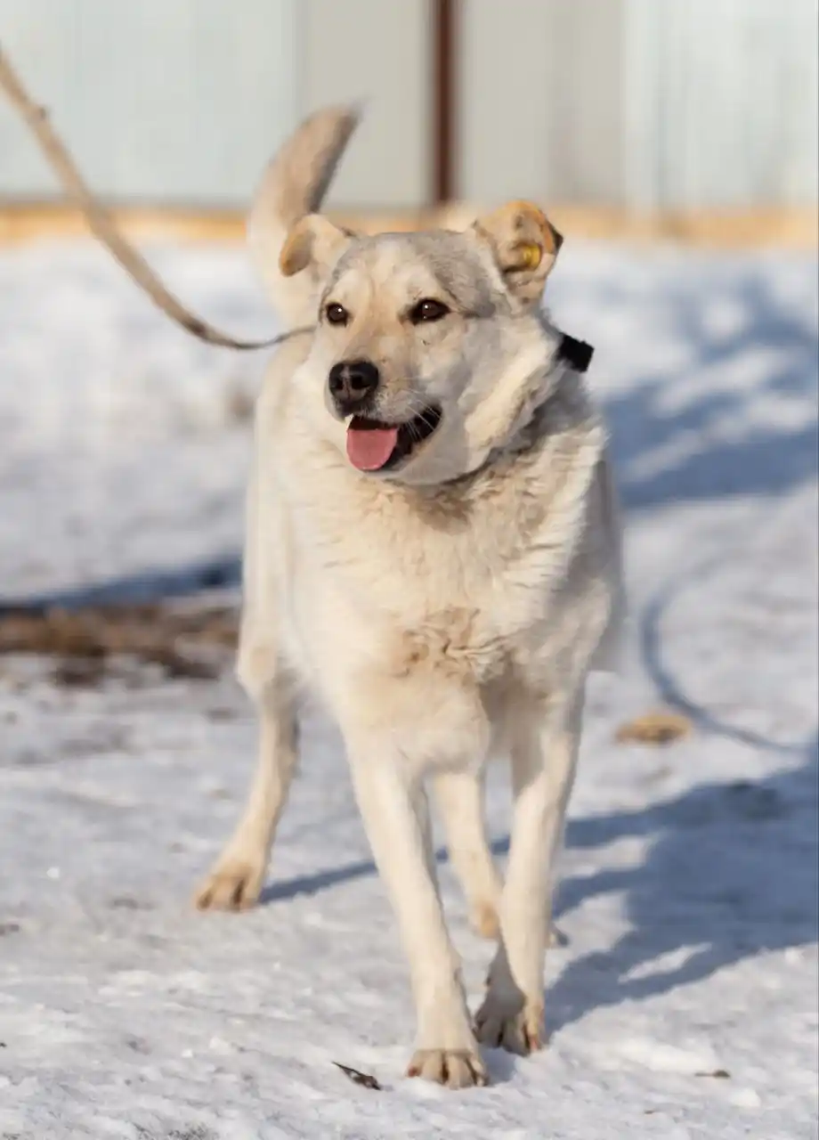 Отдам в добрые руки хаски