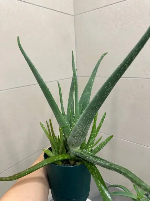 Алоэ в Подольске - Животные в Подольск