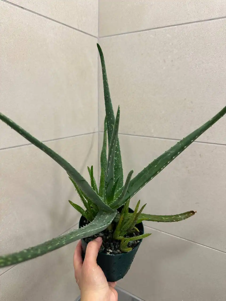 Алоэ в Подольске