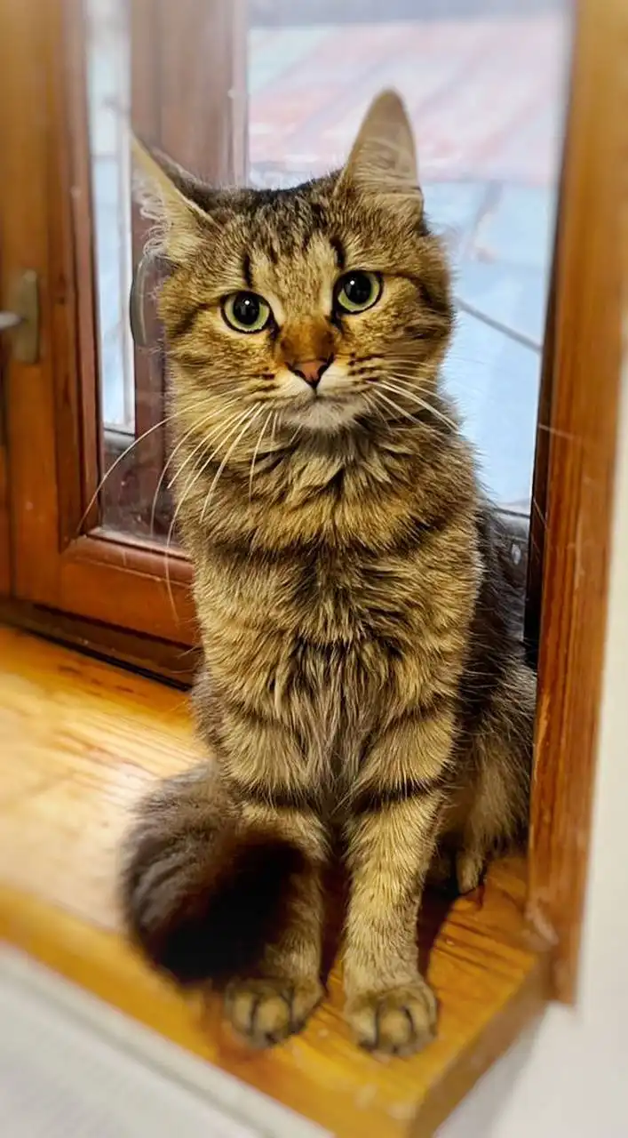 Белка, 1,5 года, ищет дом