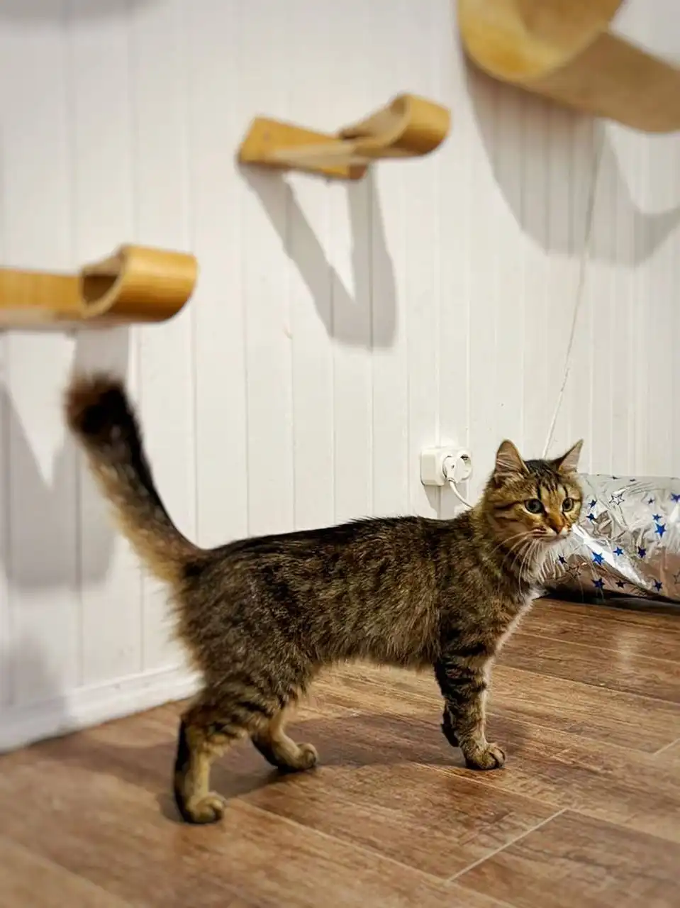 Белка, 1,5 года, ищет дом