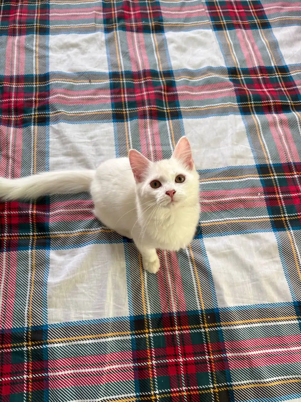 Котенок Снежик ждет хозяев