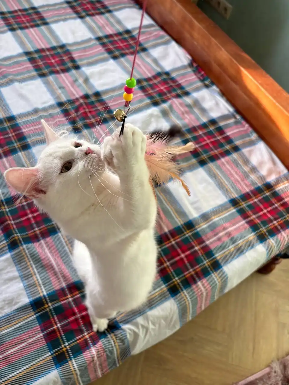 Котенок Снежик ждет хозяев