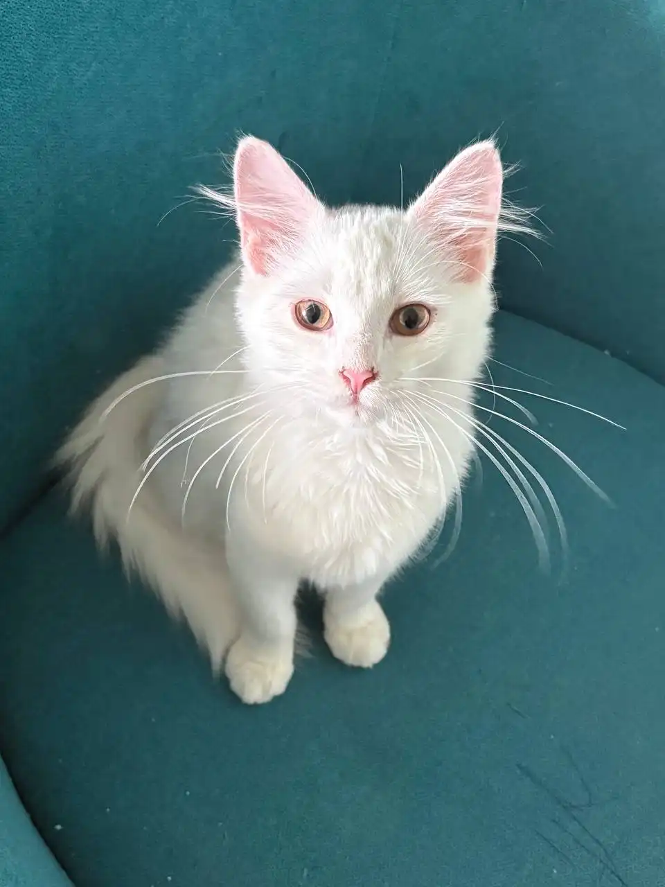 Котенок Снежик ждет хозяев