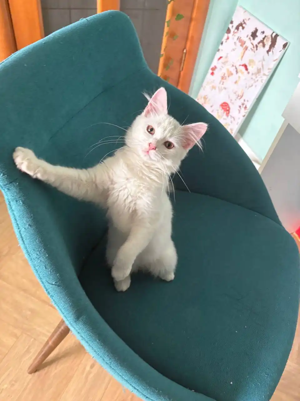 Котенок Снежик ждет хозяев