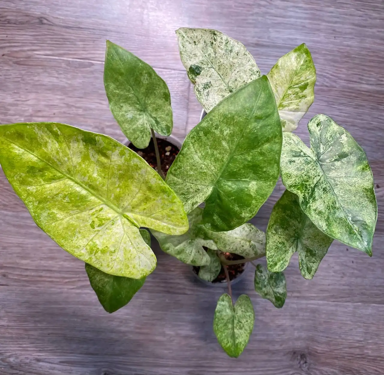 Продажа растений Алоказия одора батик