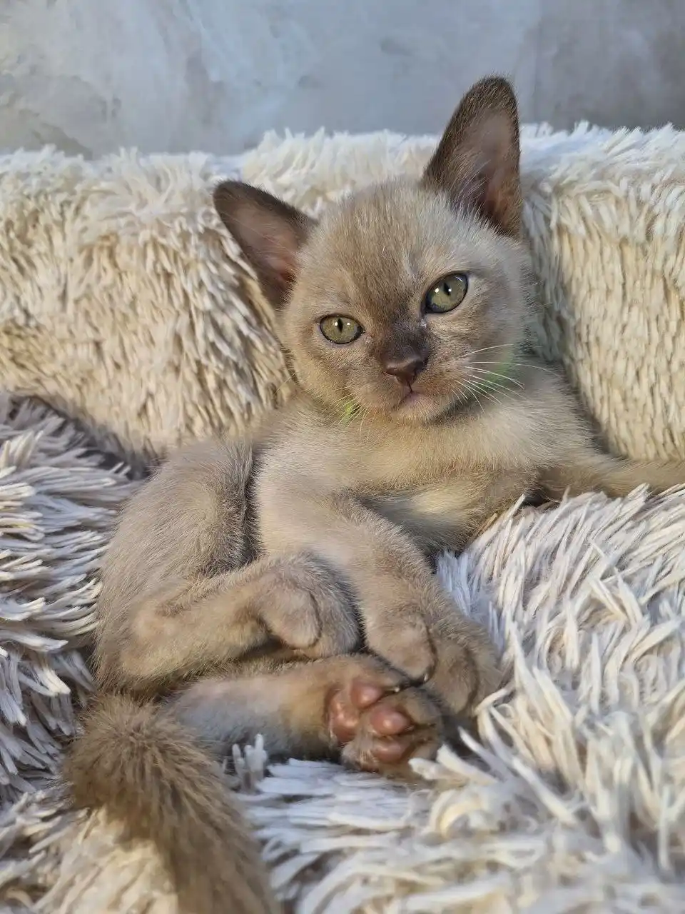 Котята европейской бурманской кошки - Животные в Мытищи