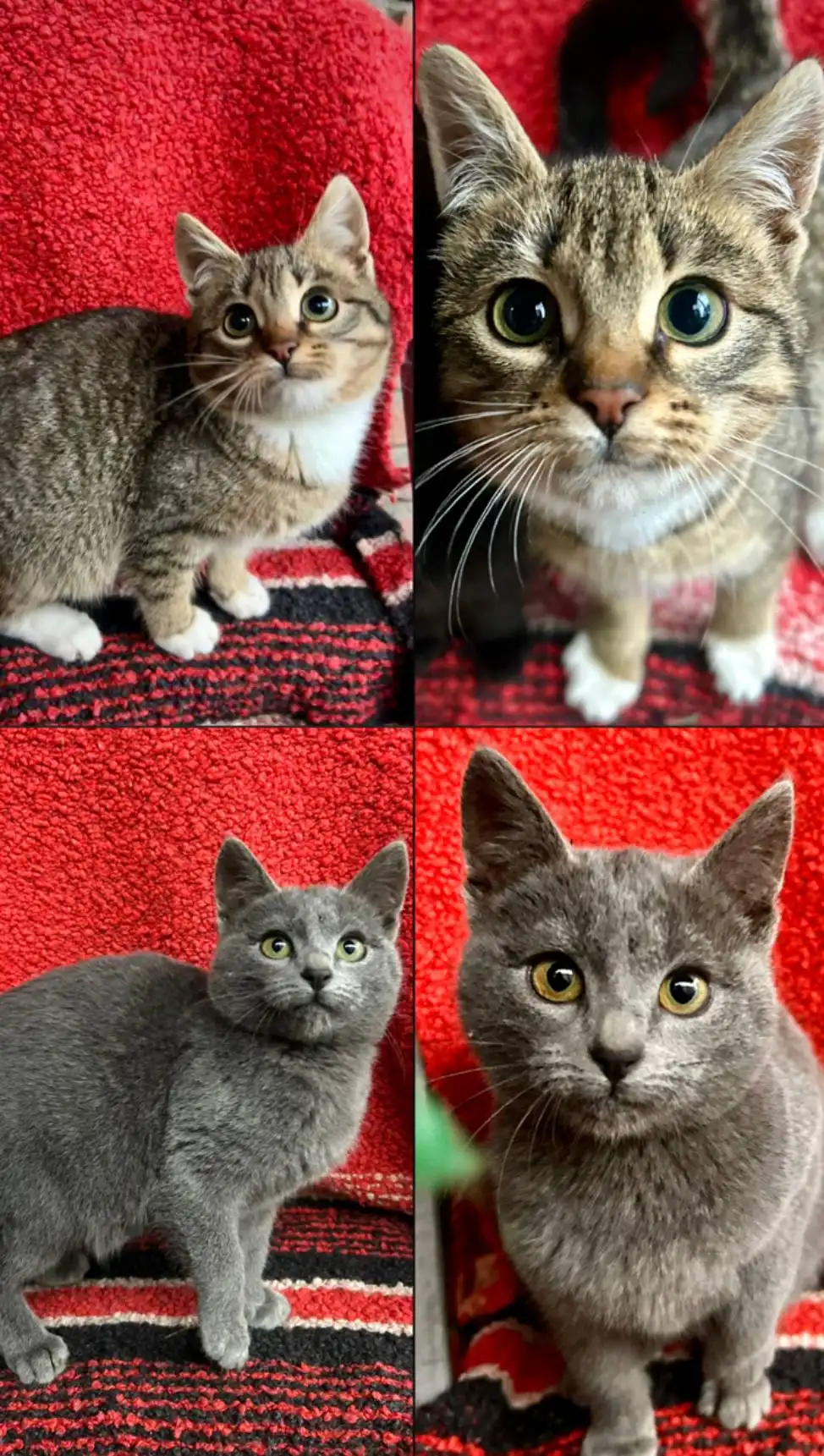 Отдаю котят в добрые руки