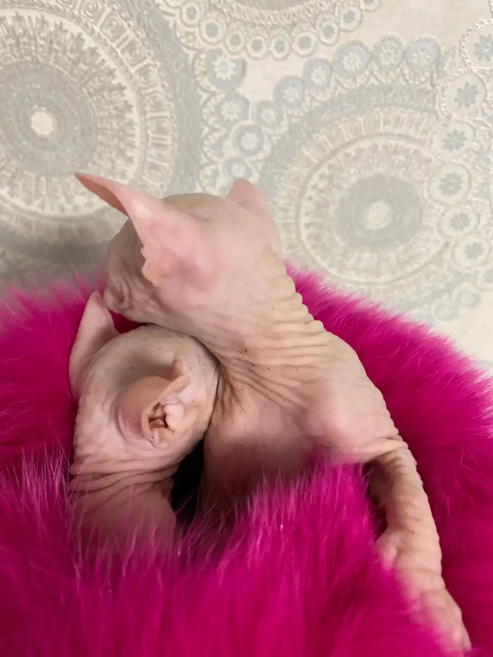 Продажа котят породы сфинкс