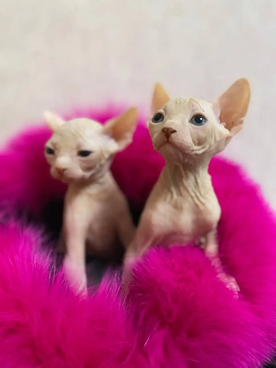 Продажа котят породы сфинкс