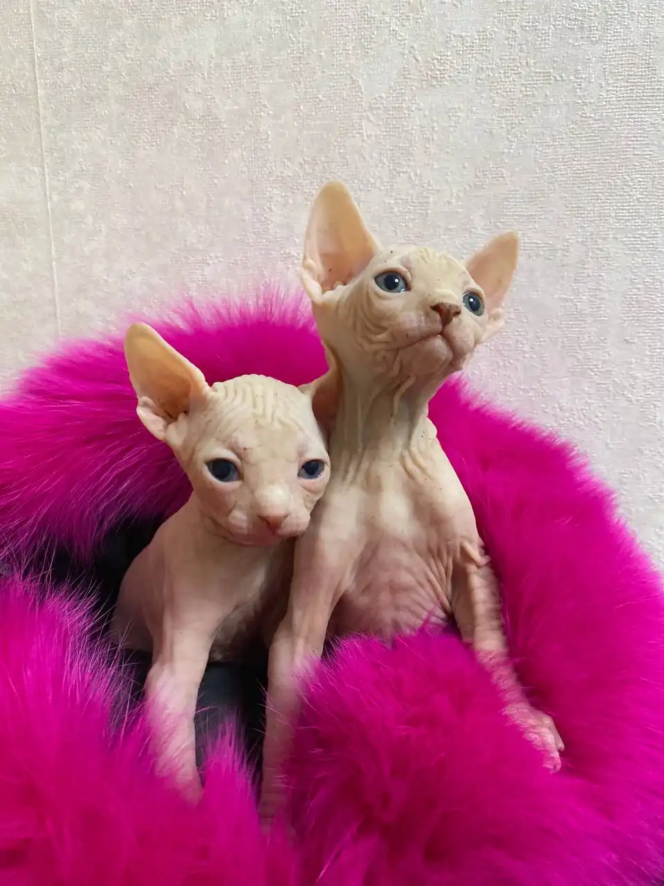 Продажа котят породы сфинкс