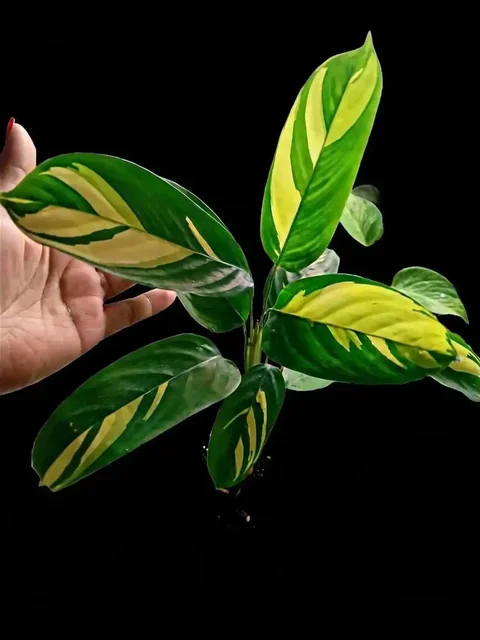 Калатея yellow var домашняя деленка - Хобби и отдых в Мытищи