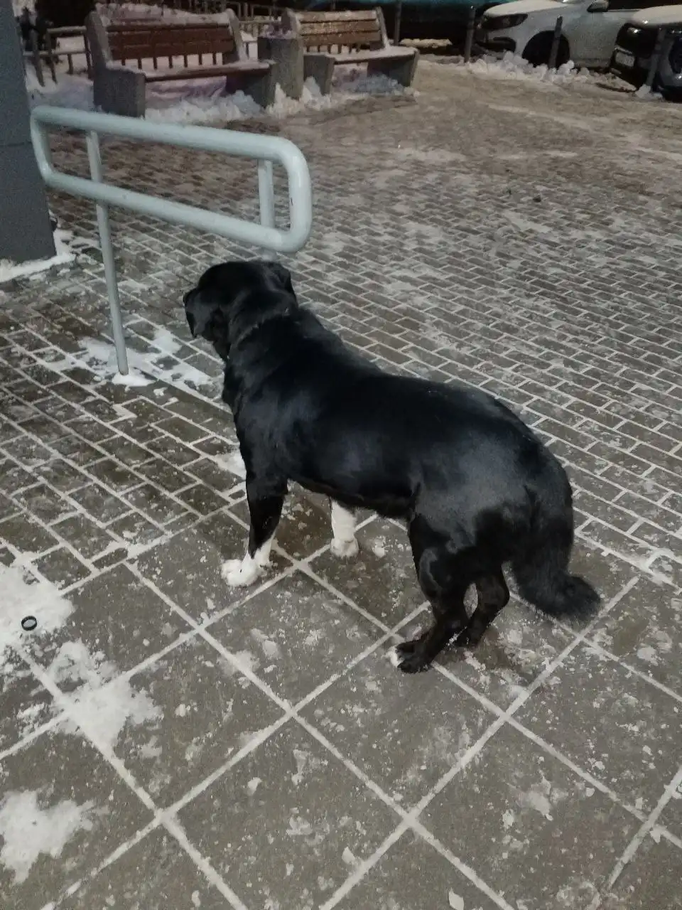 Замеченная собака в Мытищах - Животные в Мытищи