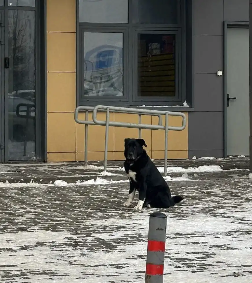 Замеченная собака в Мытищах - Животные в Мытищи