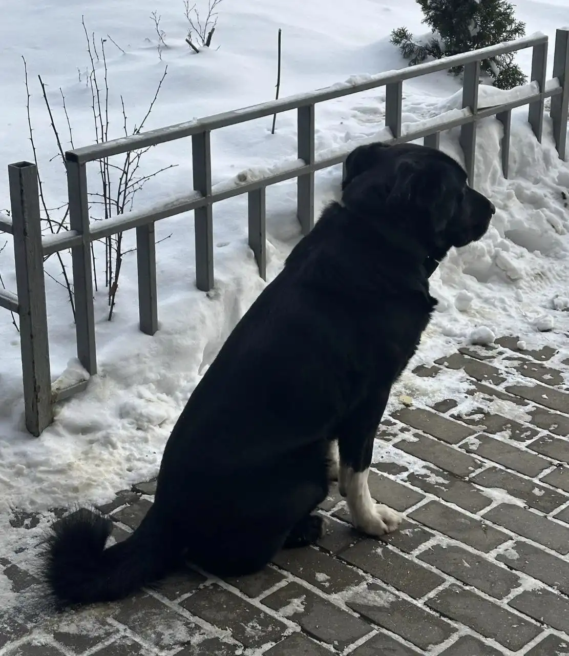 Замеченная собака в Мытищах - Животные в Мытищи