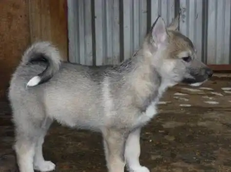 Продажа щенков Западно-Сибирской лайки - Собаки (Животные) в Романово