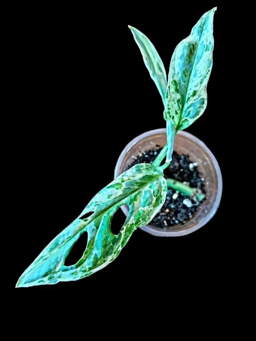 Монстера адансона индо минт детки - Растения (Барахолка) в Мытищи