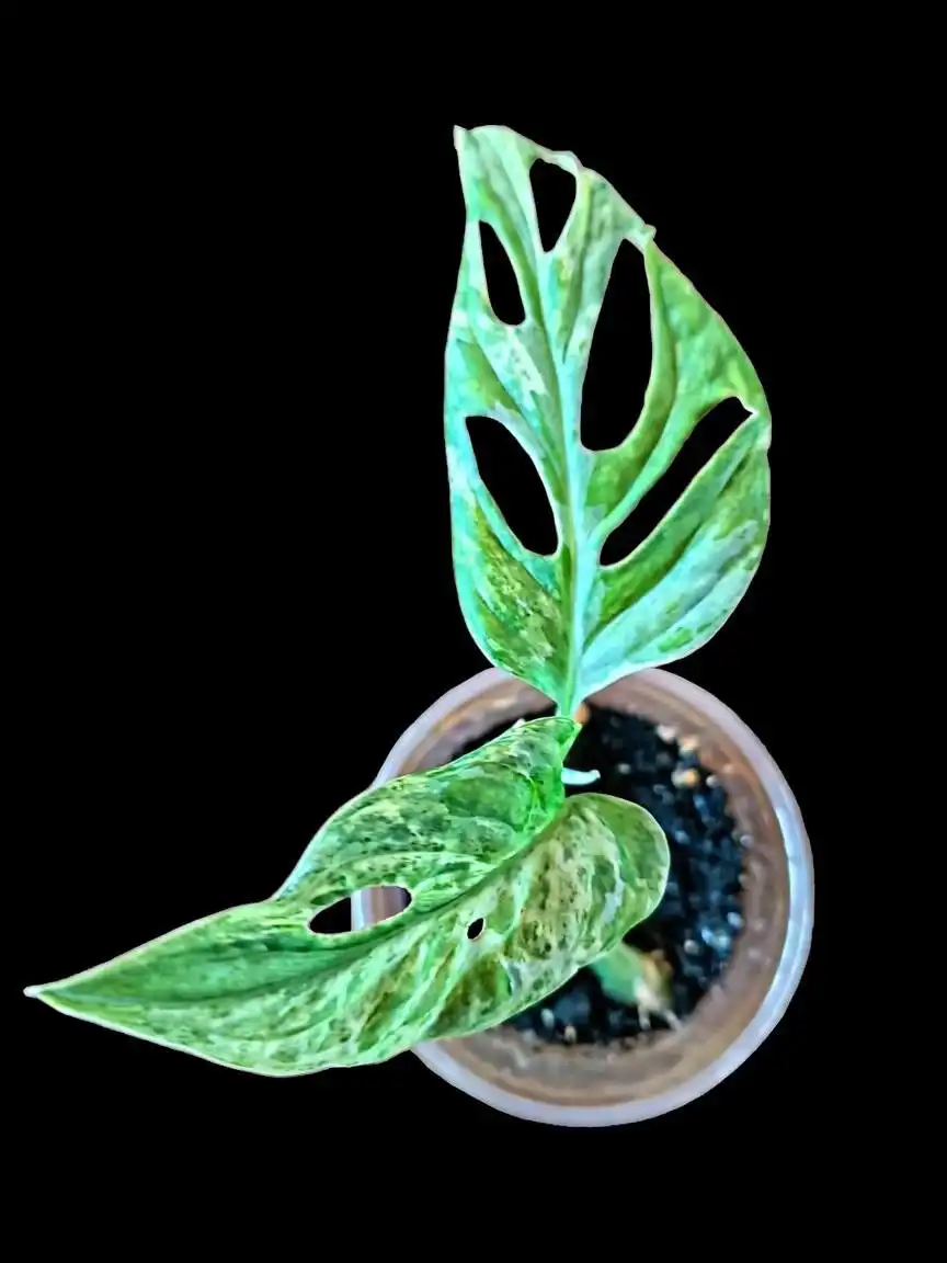 Монстера адансона индо минт детки - Растения (Барахолка) в Мытищи