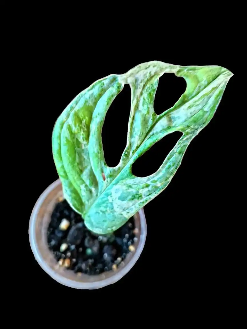 Монстера адансона индо минт детки - Растения (Барахолка) в Мытищи