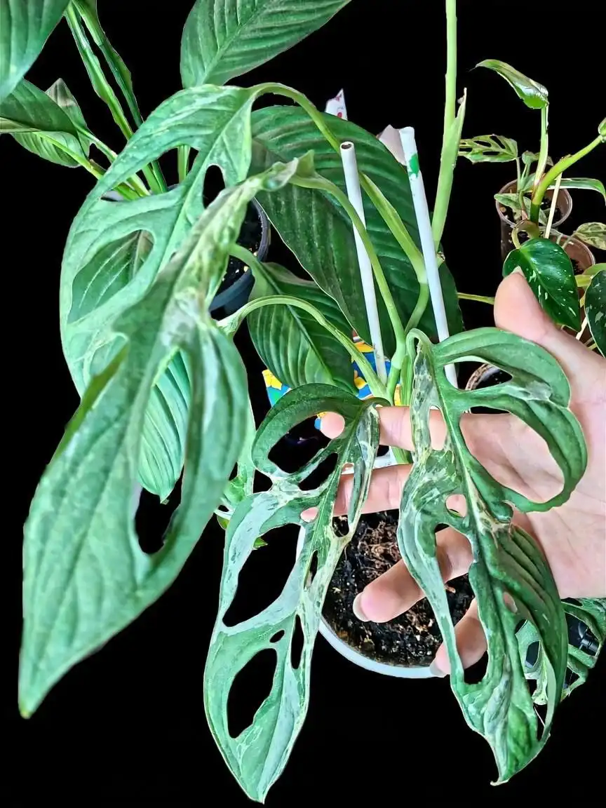 Монстера адансона индо минт детки - Растения (Барахолка) в Мытищи