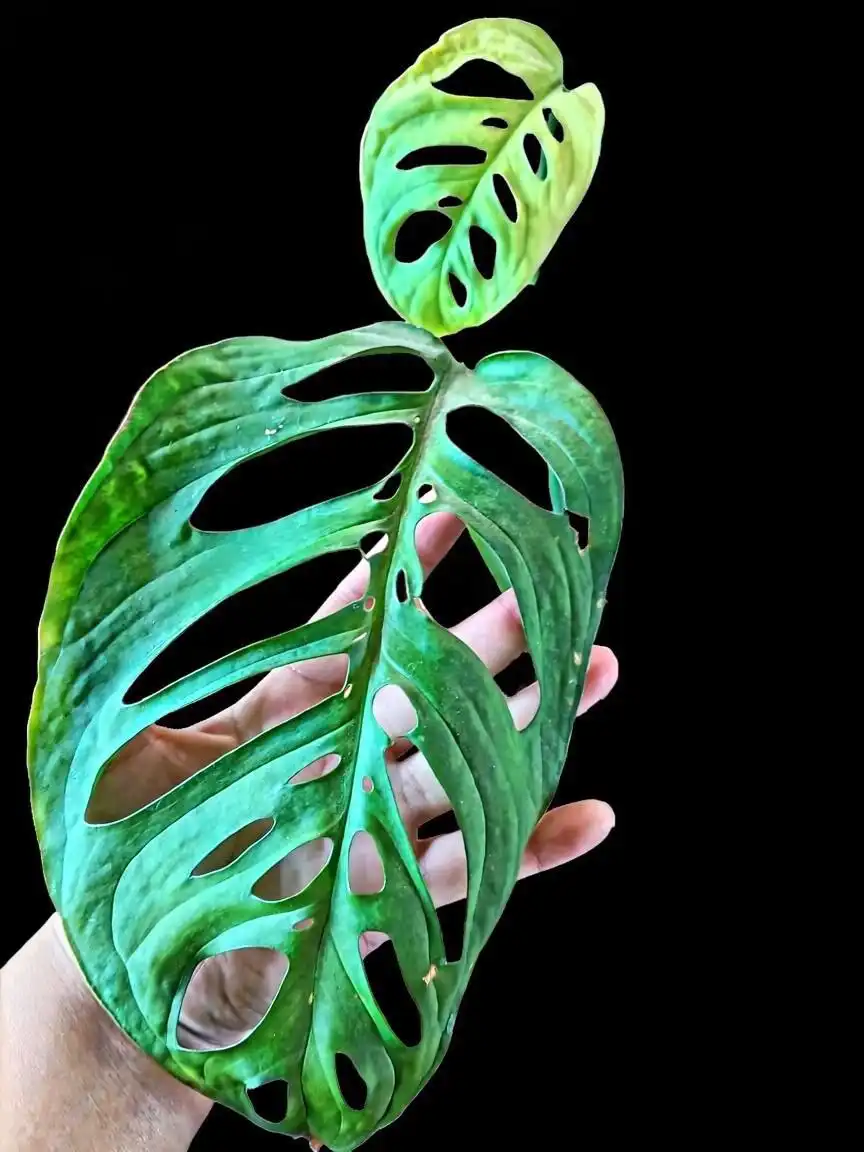 Монстера Эскилето (крупномер) - Растения (Хобби и отдых) в Мытищи