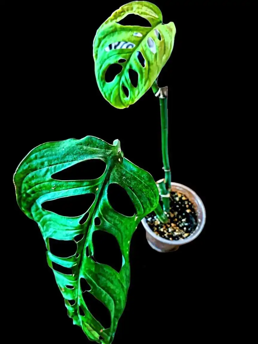 Монстера Эскилето (крупномер) - Растения (Хобби и отдых) в Мытищи