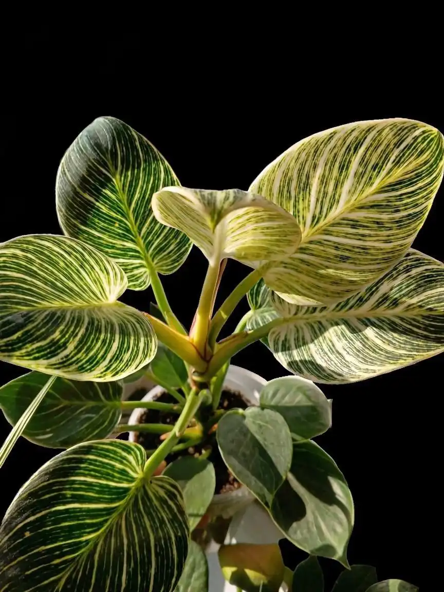 Филодендрон Биркин Вайт в Мытищах - Барахолка в Мытищи