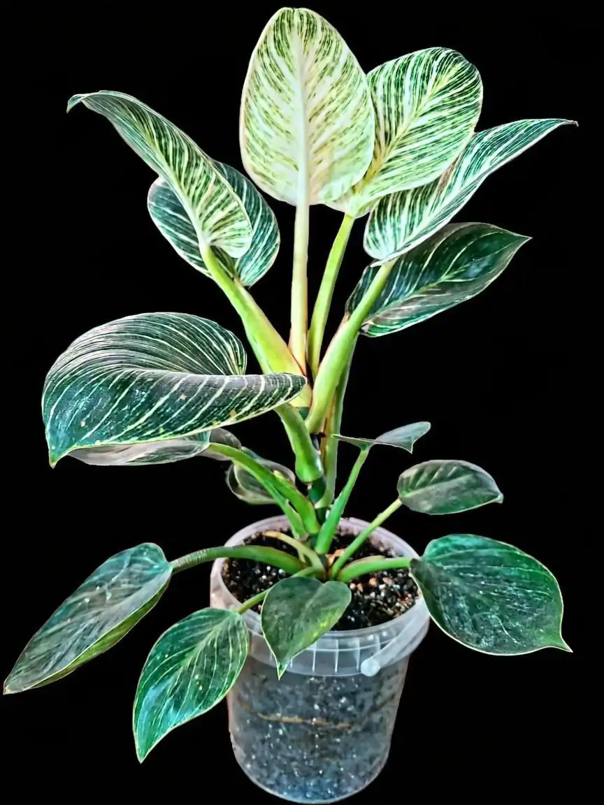 Филодендрон Биркин Вайт в Мытищах - Барахолка в Мытищи