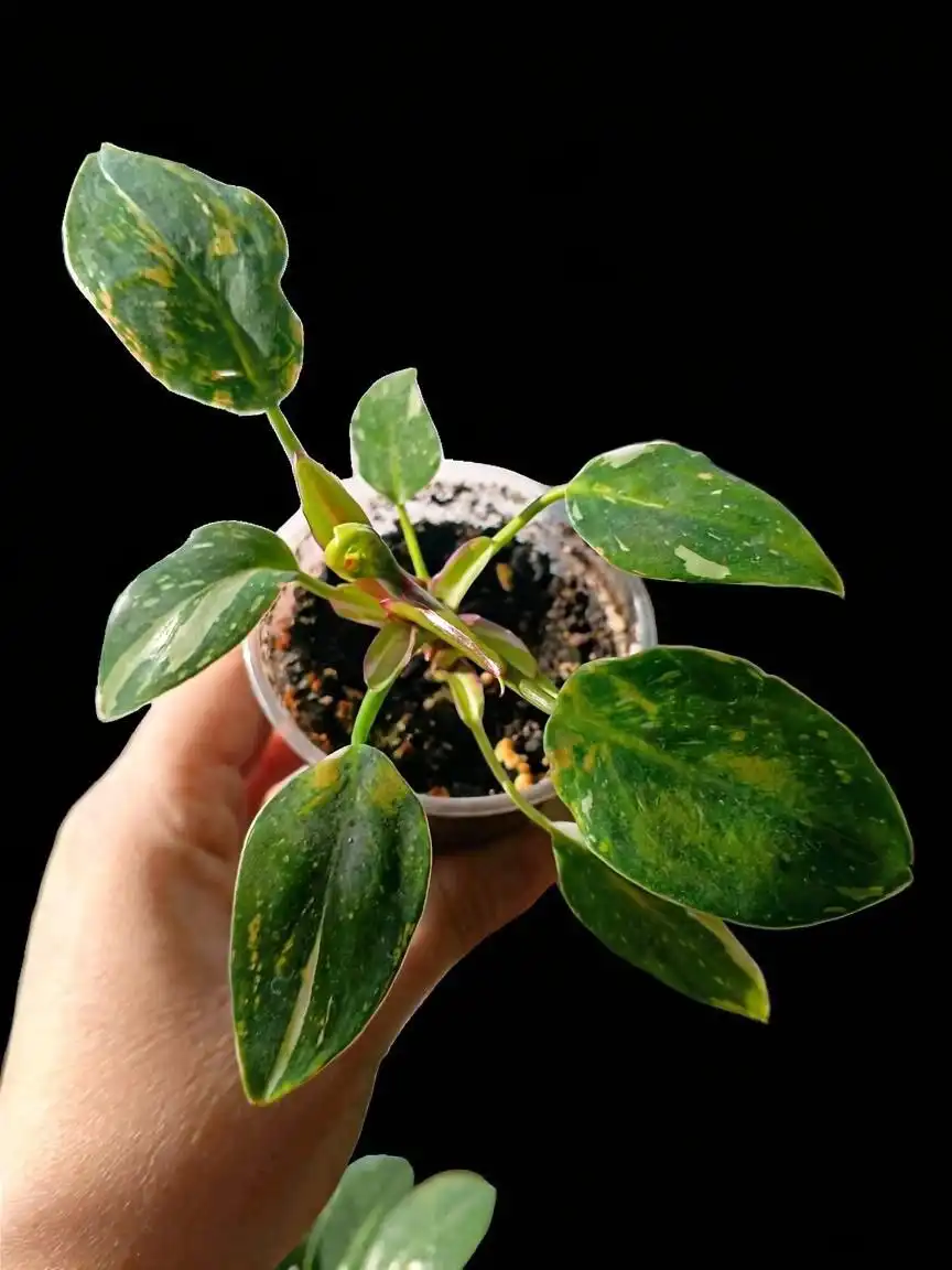 Филодендрон белая принцесса, малыш - Растения (Барахолка) в Мытищи