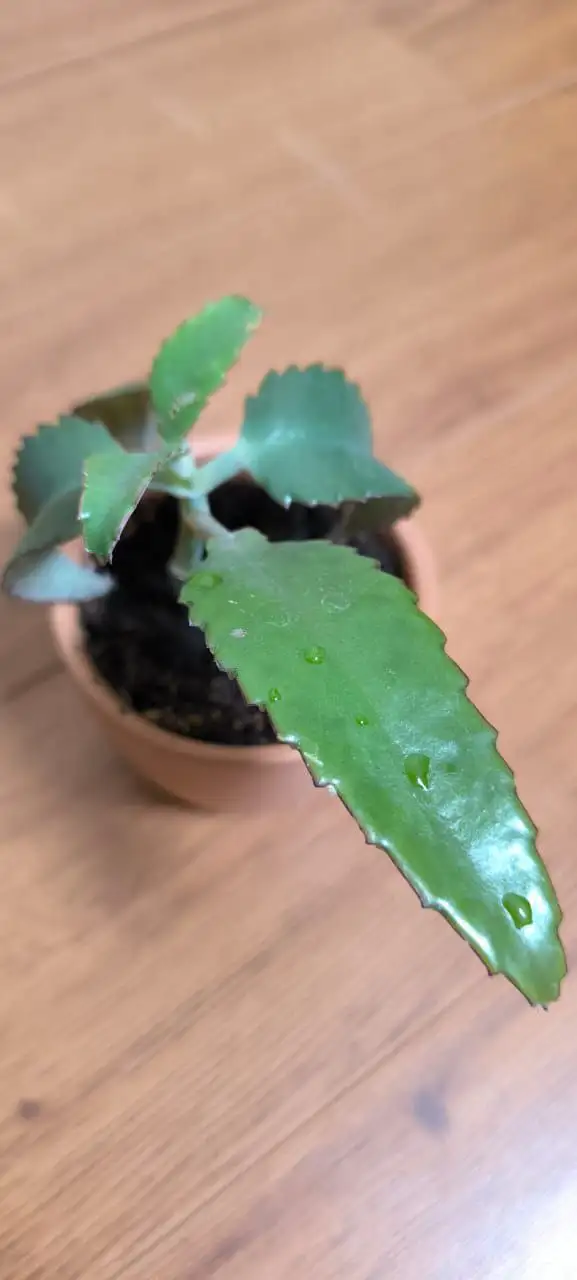 Каланхоэ чихалочка для очистки носа и пазух - Барахолка в Мытищи