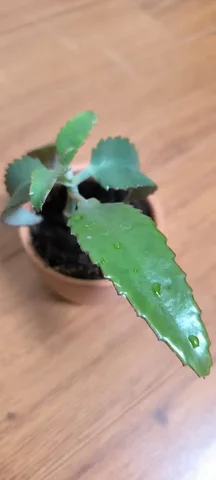 Каланхоэ чихалочка для очистки носа и пазух - Кондитерские изделия в Мытищи