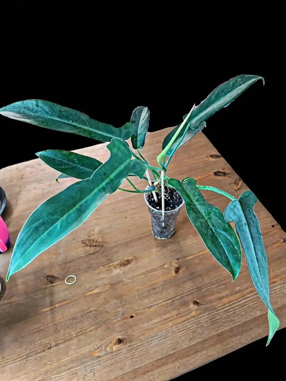 Продажа филодендрона - Барахолка в Мытищи