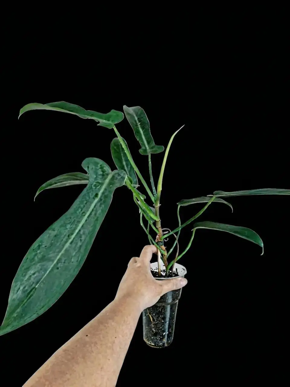 Продажа филодендрона - Барахолка в Мытищи