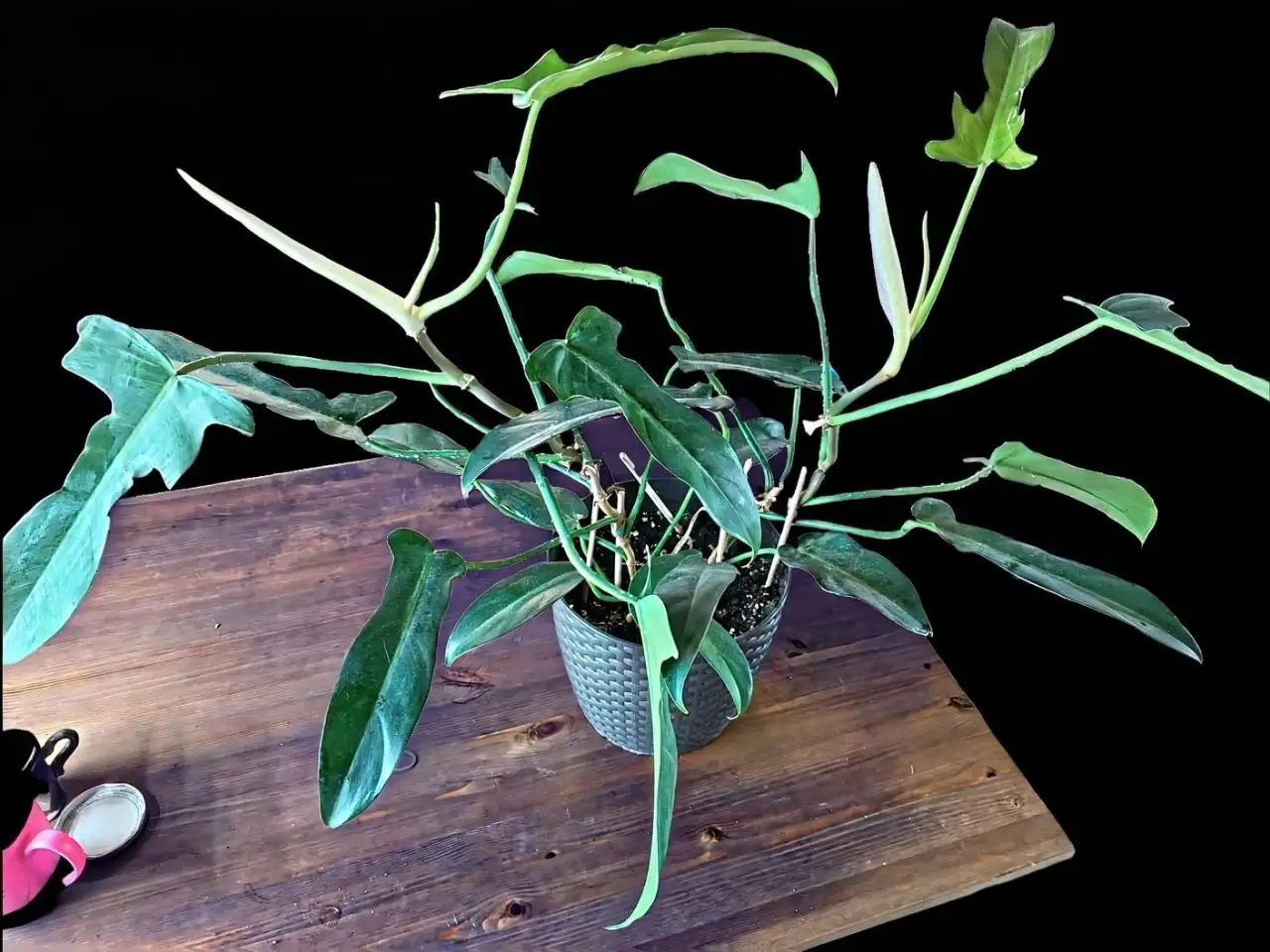 Продажа филодендрона 2в1 и отдельно - Растения (Барахолка) в Мытищи
