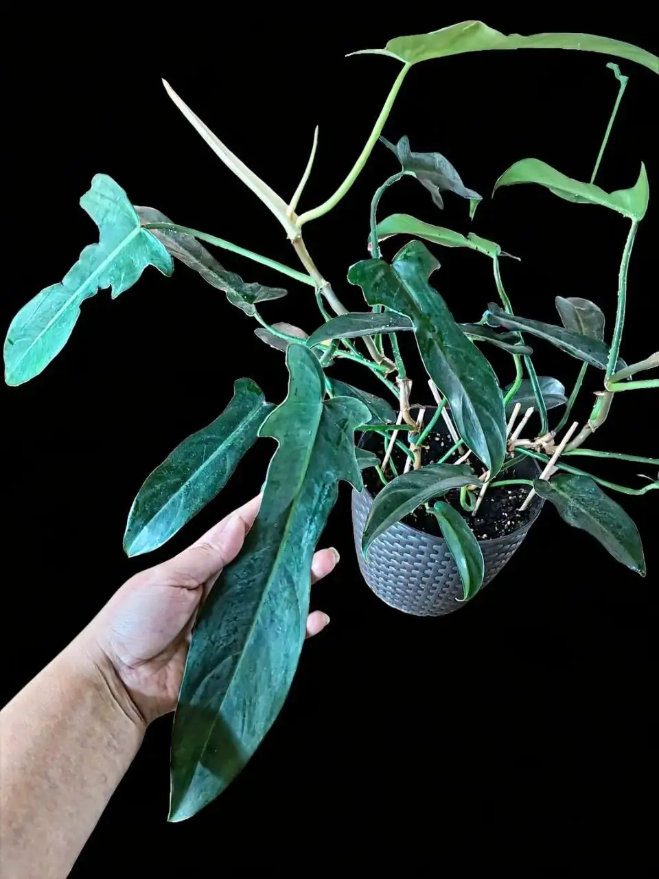 Продажа филодендрона 2в1 и отдельно - Растения (Барахолка) в Мытищи