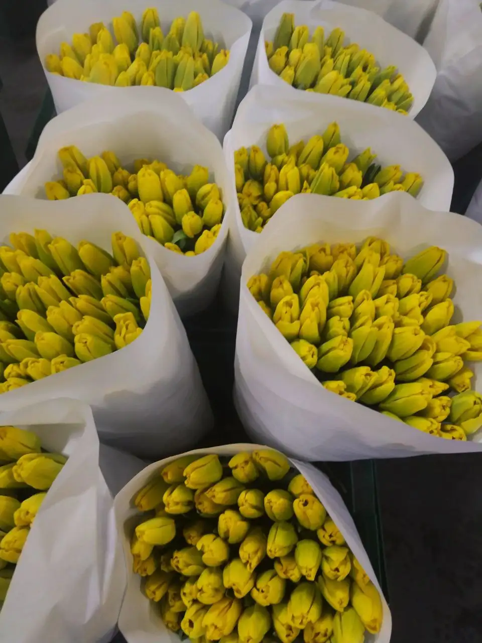 Заказ тюльпанов на 8 марта с доставкой - Цветы (Хобби и отдых) в Мытищи