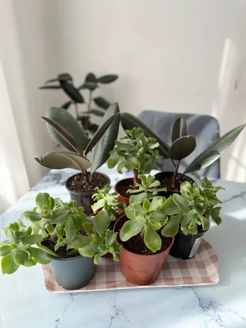 Продажа фикуса эластика и крассулы - Барахолка в Мытищи