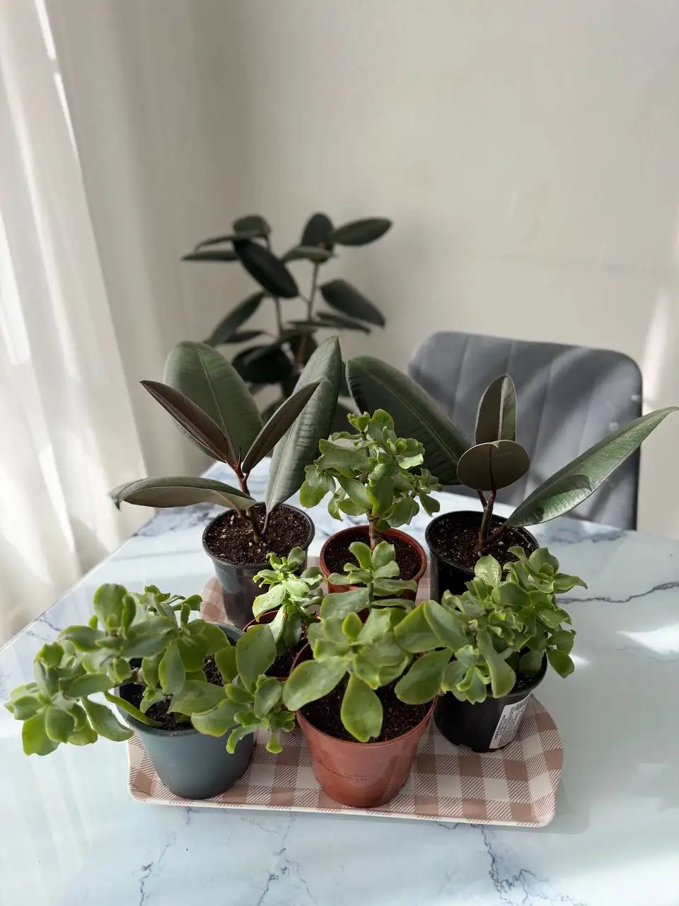 Продажа фикуса эластика и крассулы - Растения (Барахолка) в Мытищи