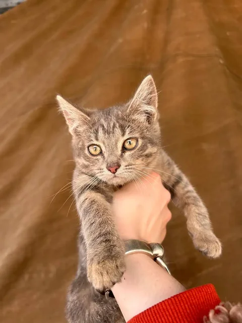 Котята ищут хозяев - Кошки в Мытищи