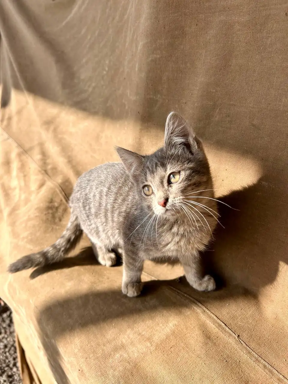 Котята ищут хозяев - Кошки (Животные) в Мытищи