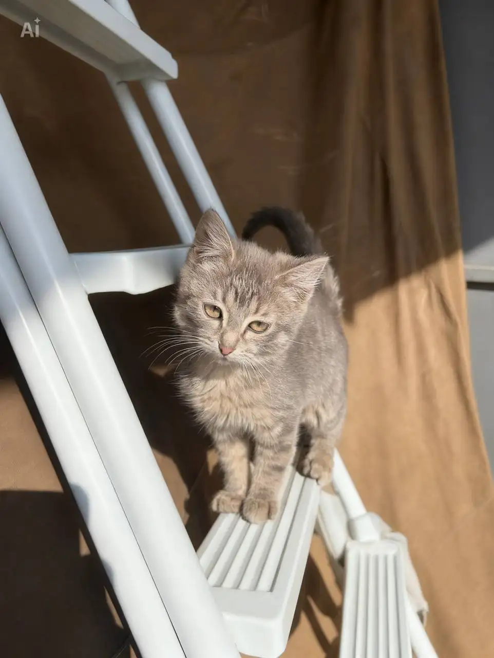 Котята ищут хозяев - Кошки (Животные) в Мытищи