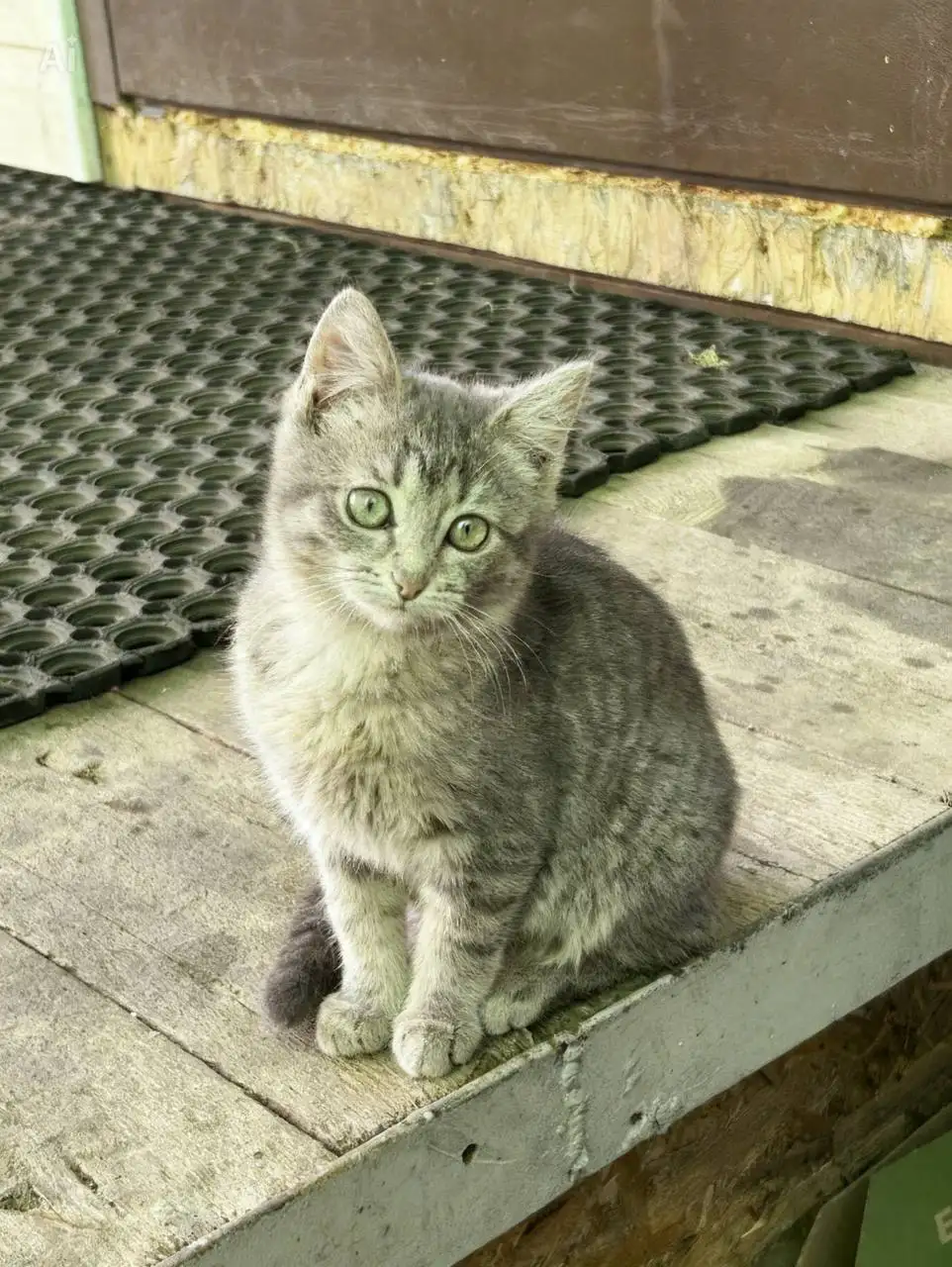 Котята ищут хозяев - Кошки (Животные) в Мытищи