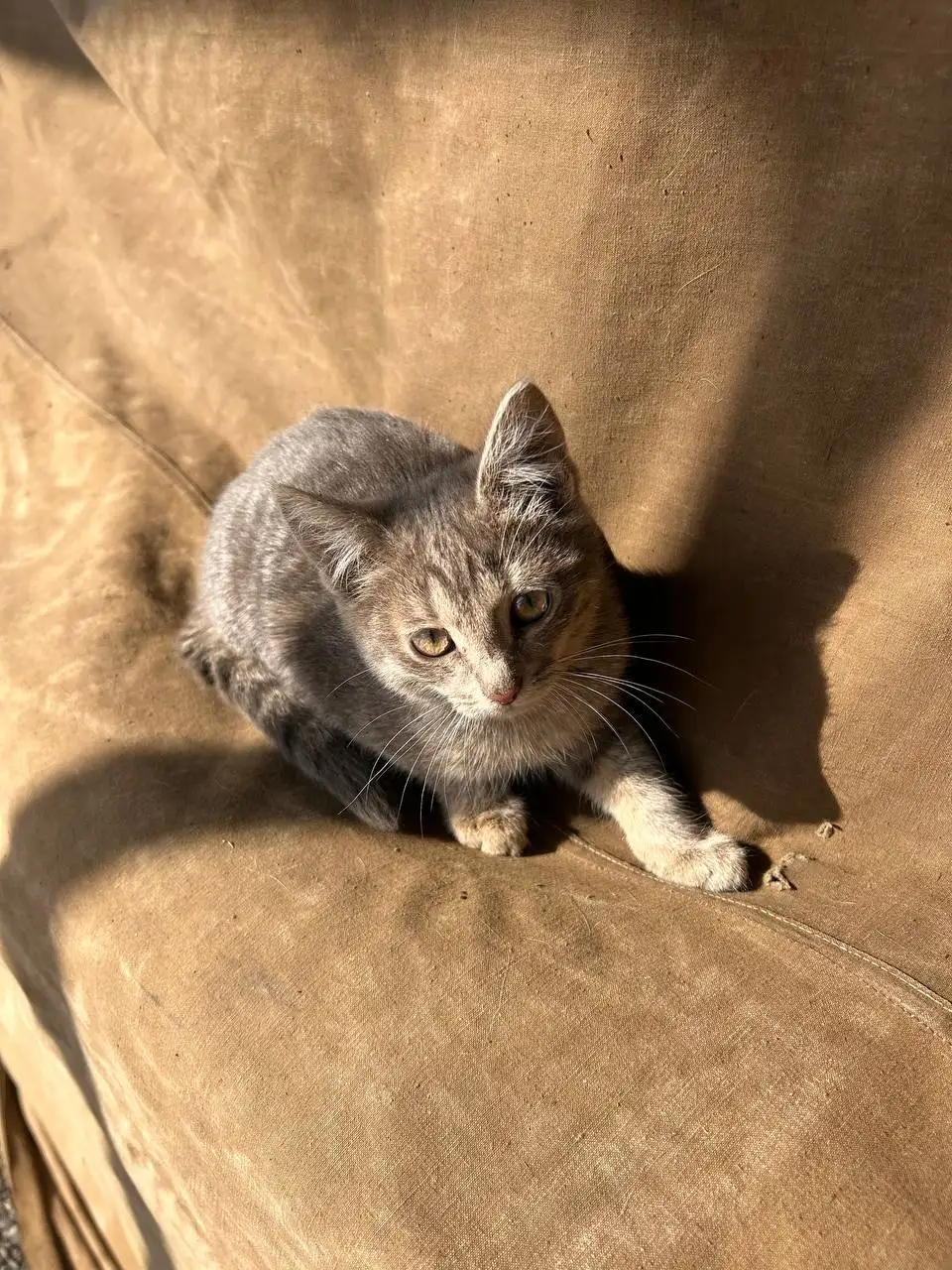 Котята ищут хозяев - Кошки (Животные) в Мытищи