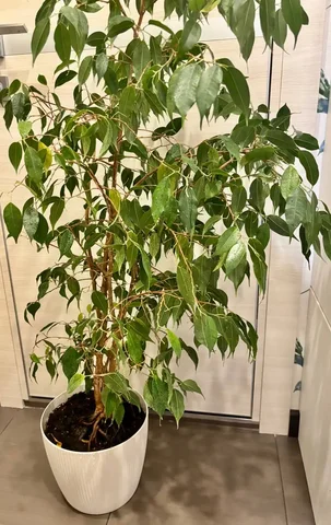 Продажа крупного Фикуса Бенджамина высотой 1,20 м - Винтаж в Мытищи