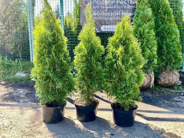Туи и хвойные растения из питомника с доставкой и посадкой - Выпечка в Мытищи