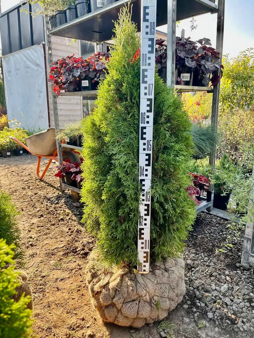 Туи и хвойные растения из питомника с доставкой и посадкой - Растения (Хобби и отдых) в Мытищи