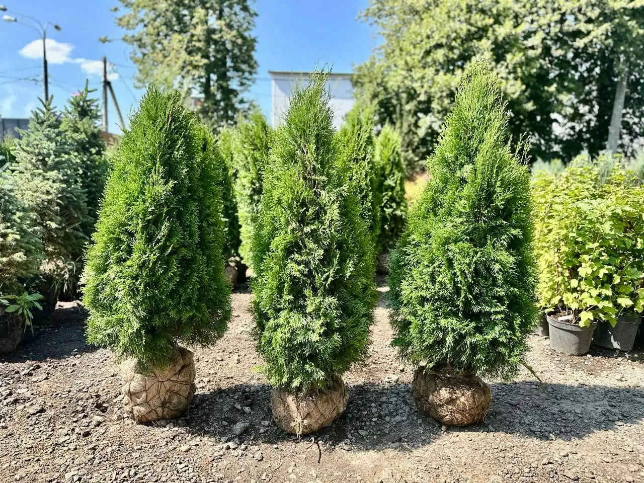 Туи и хвойные растения из питомника с доставкой и посадкой - Растения (Хобби и отдых) в Мытищи