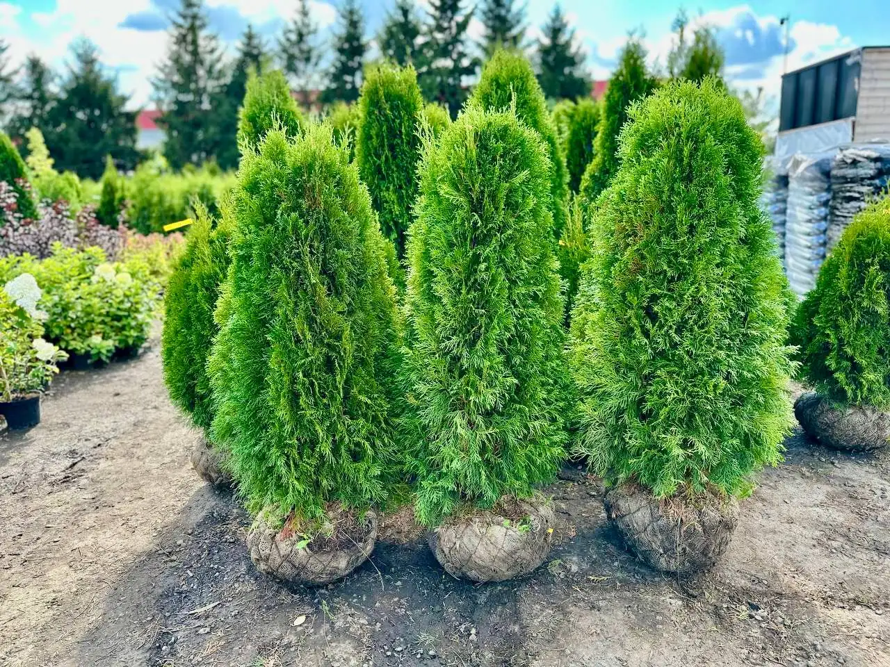 Туи и хвойные растения из питомника с доставкой и посадкой - Растения (Хобби и отдых) в Мытищи