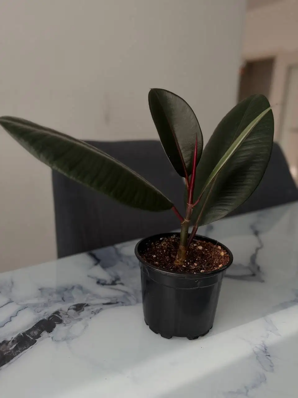 Продам фикус и крассулу - Комнатные растения (Хобби и отдых) в Мытищи